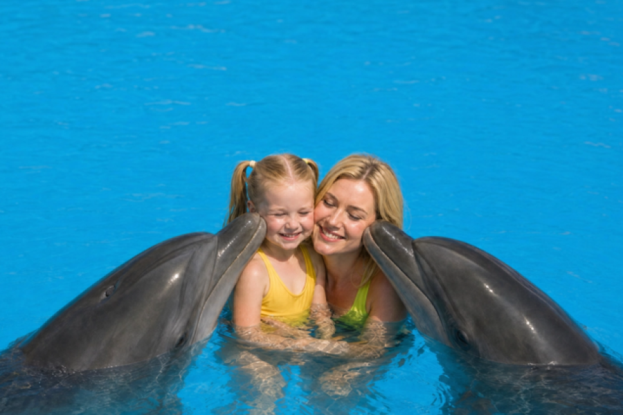 Hurghada Swimming With Dolphin