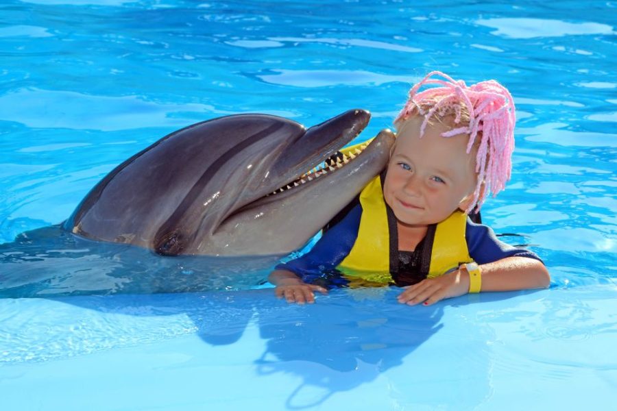 Hurghada Swimming With Dolphin