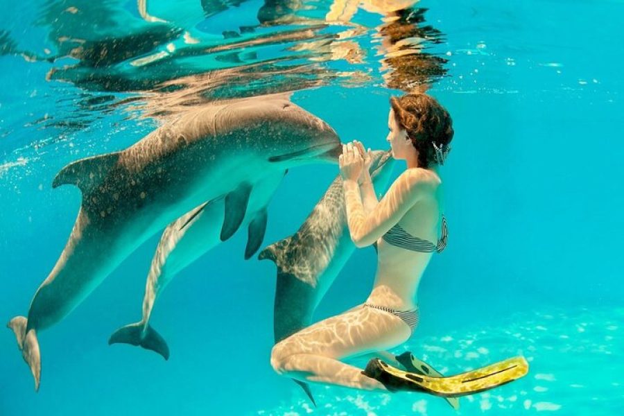 Sataya Dolphin House From Marsa Alam