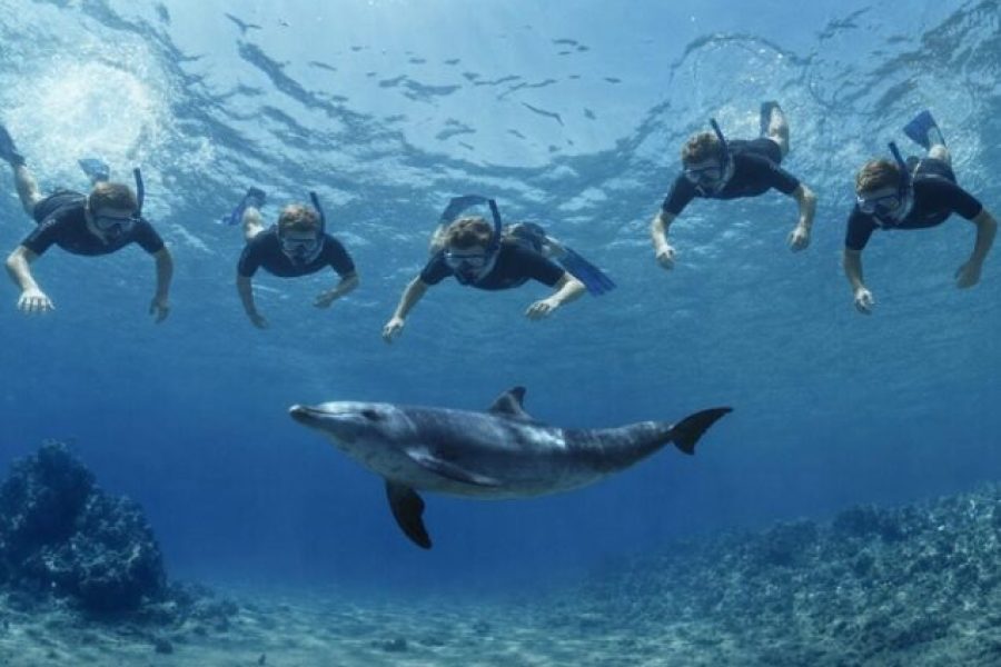 Dolphin House